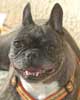 EDEN, Bouledogue Franais